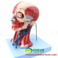 MUSCLE15 (12309) Anatomical Teaching Model Head con músculos y vasos sanguíneos cerebrales Anatomy 12309